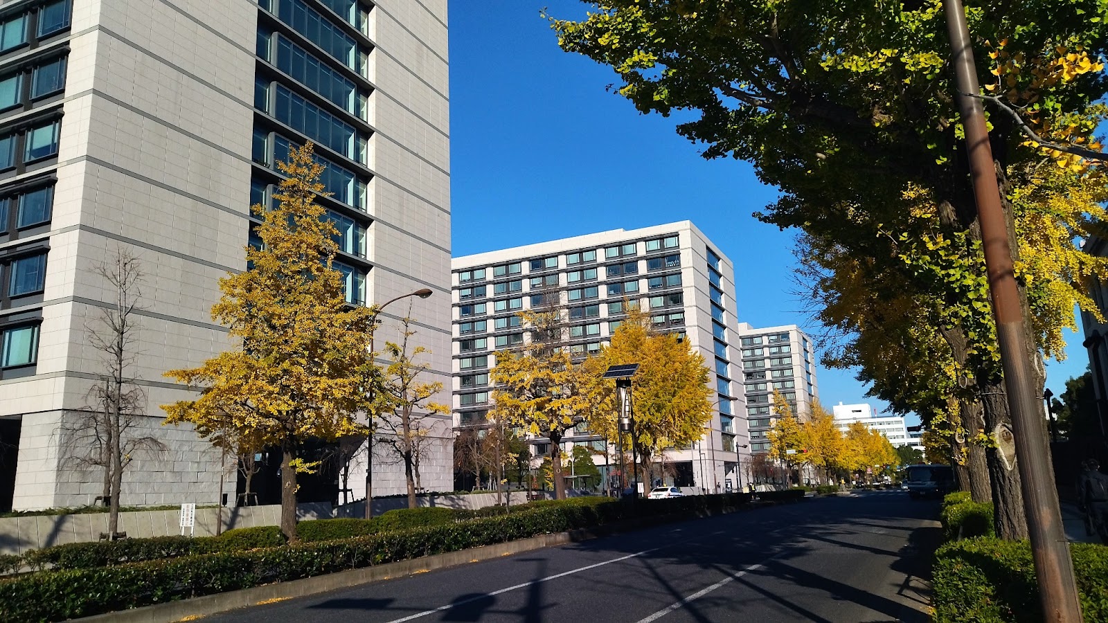 永田町、国会周辺のイチョウ並木