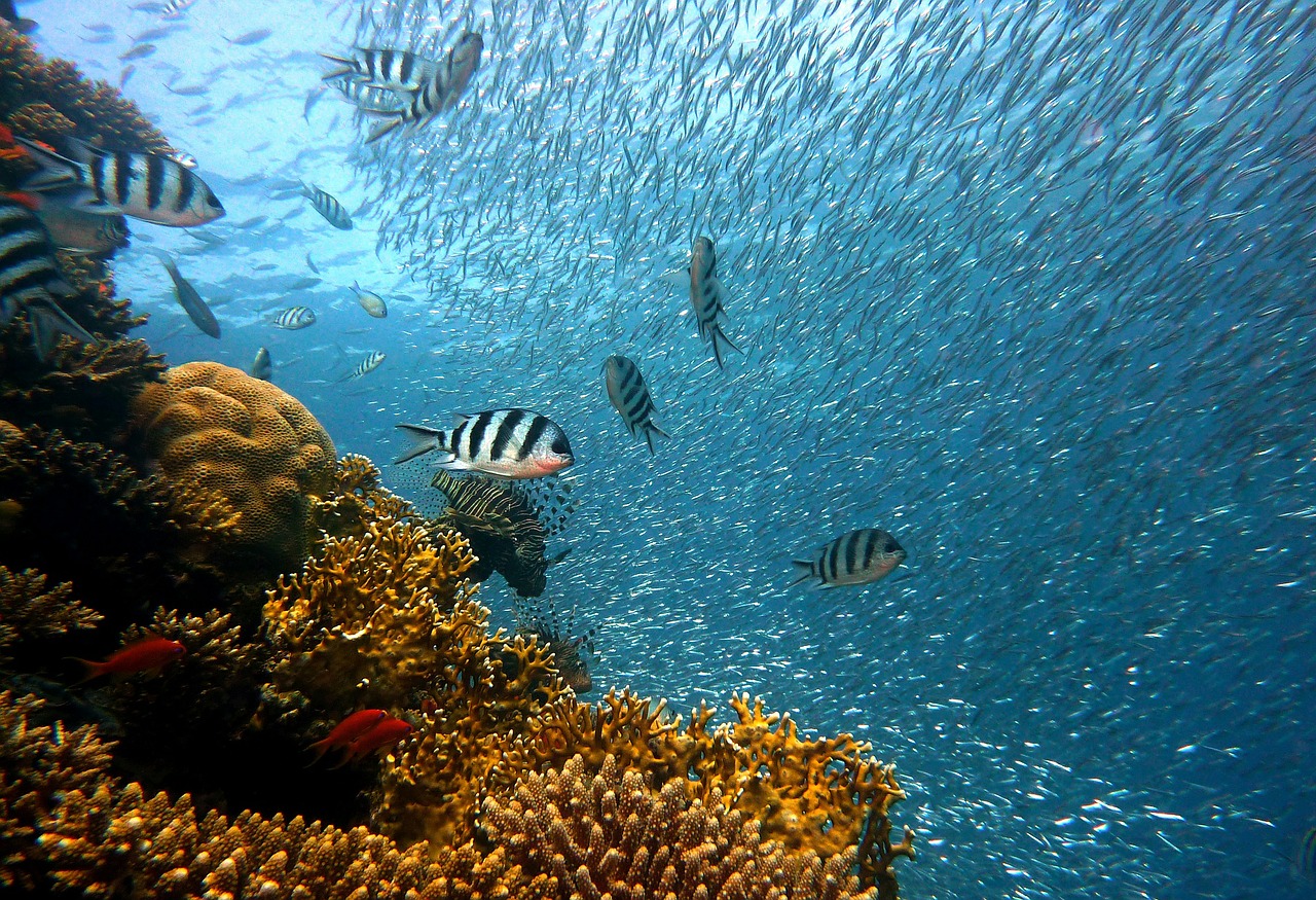 underwater reef coral