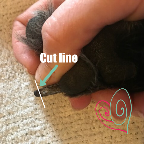 Photo illustrating cut line for dog nail trims from underneath