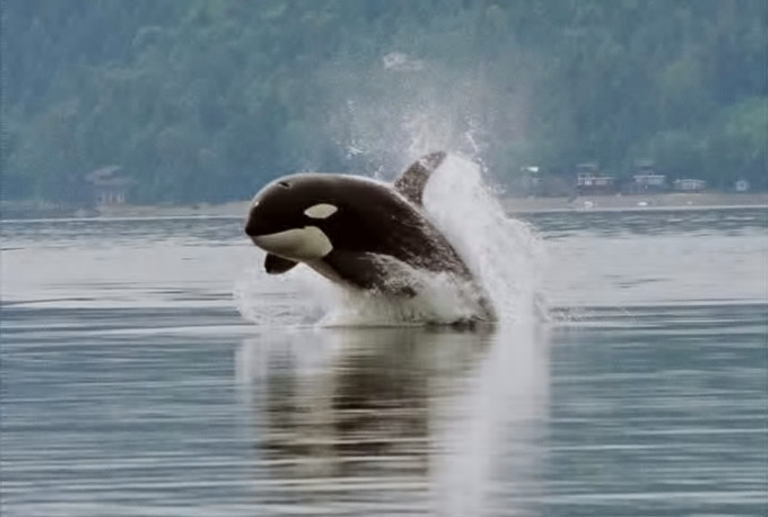 An orca is shown jumping out of the water near a shore with a forest.
