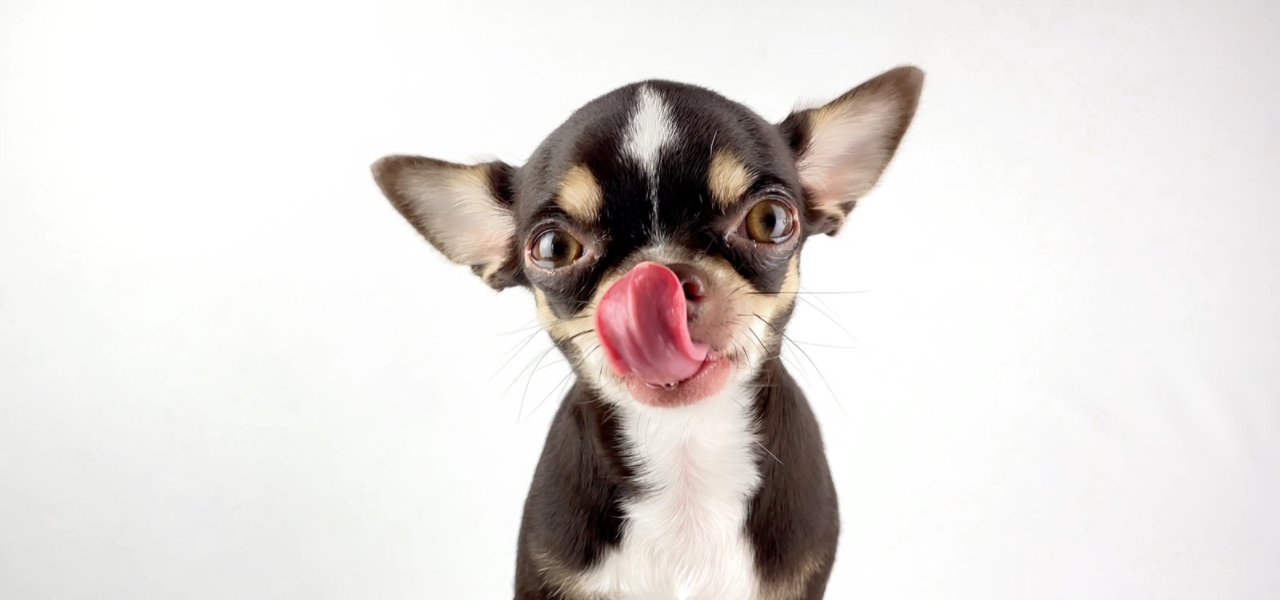 Can Dogs Eat Pecan Pie? | Pet Care Advisors