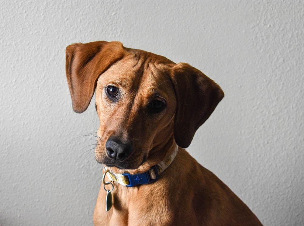 Bloodhound German Shepherd Mix-Everything you need to know