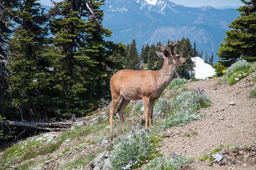 a deer in a mountain forest