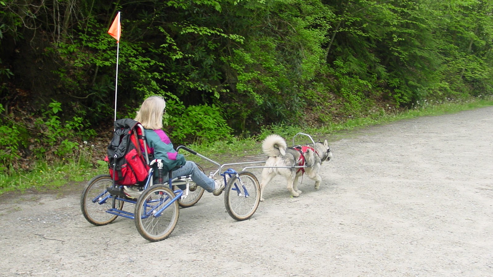 A woman in a four-wheeled vehicle pulled by a single dog. 