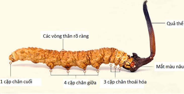 đông trùng hạ thảo tự nhiên