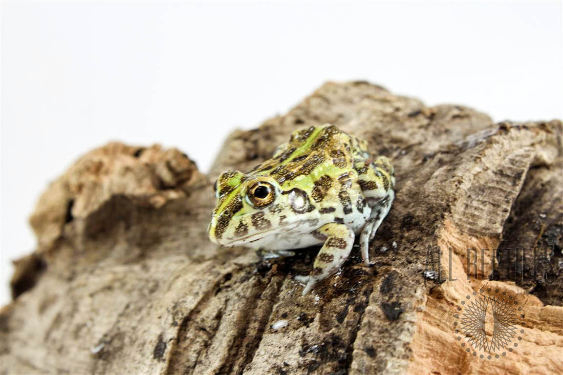 Baby pixie frog or tadpoles