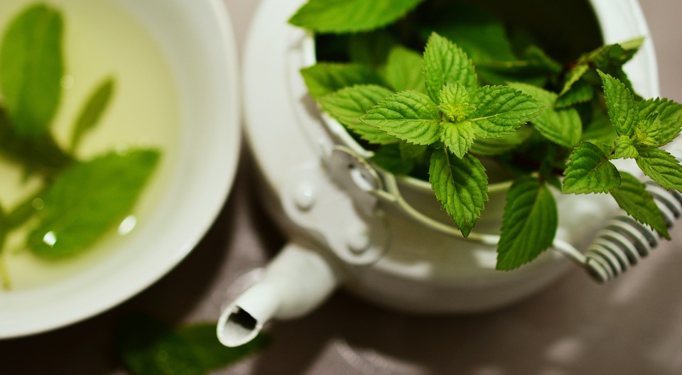 Peppermint, Medicinal Plant, Medicinal Herbs, Mint