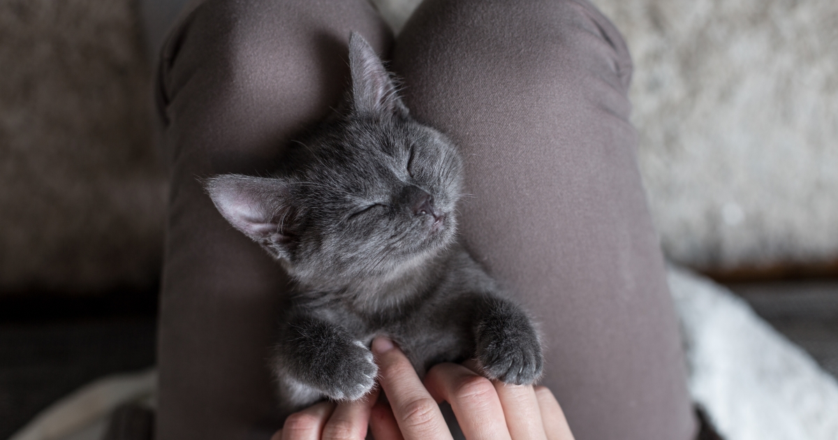 chaton dort paisiblement sur les genoux de son humain