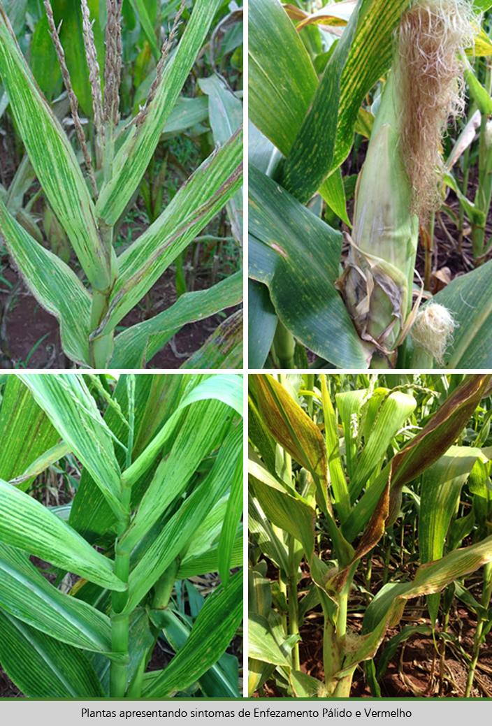Planta com folhas verdes
Descrição gerada automaticamente