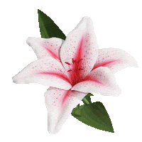 Flower Plants Sticker by rvd