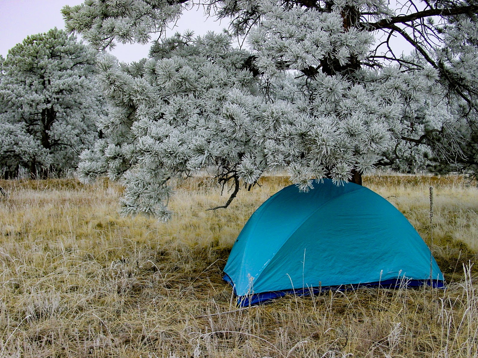Blue tent under a frosty tree