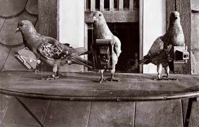 Três pombos fotógrafos posando como modelos, possivelmente empalhados. Fotografia: Museu do Ar e Espaço, Washington, D.C., Estados Unidos.