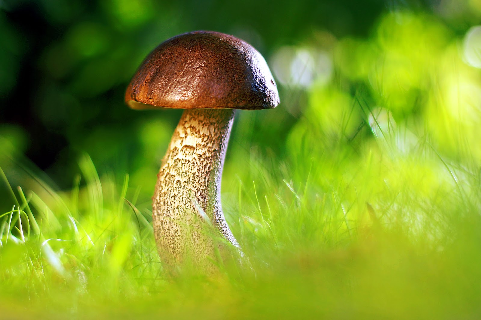 Mushroom and grass