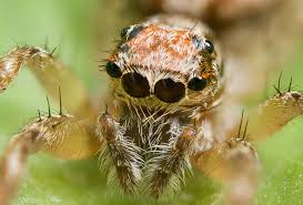 Image result for spiders