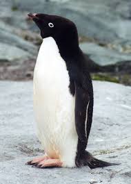 Resultado de imagen de pinguinos de adelia