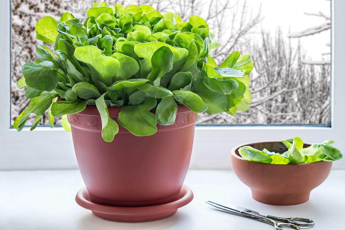 Can you grow Lettuce in a Pot?
