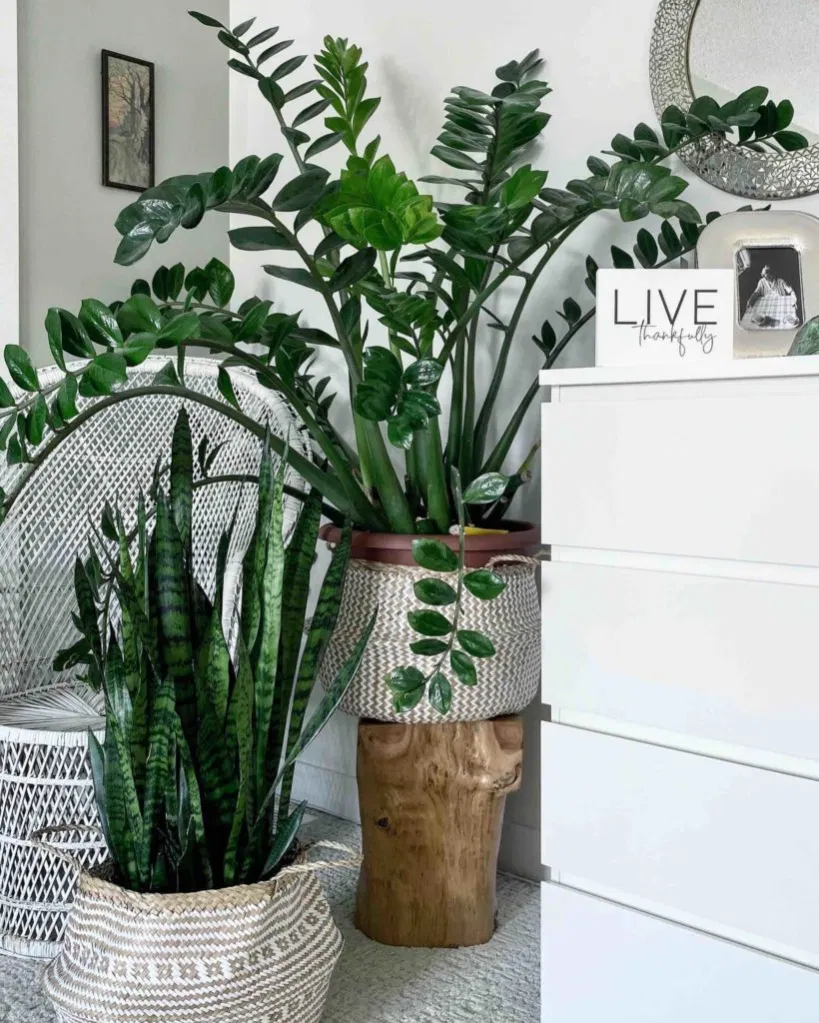 Giant ZZ plant as a perfect addition in a white entryway