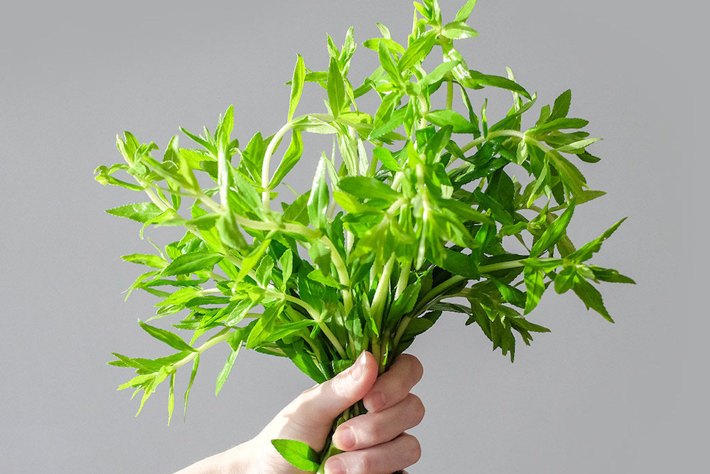 trị nám bằng rau ngổ