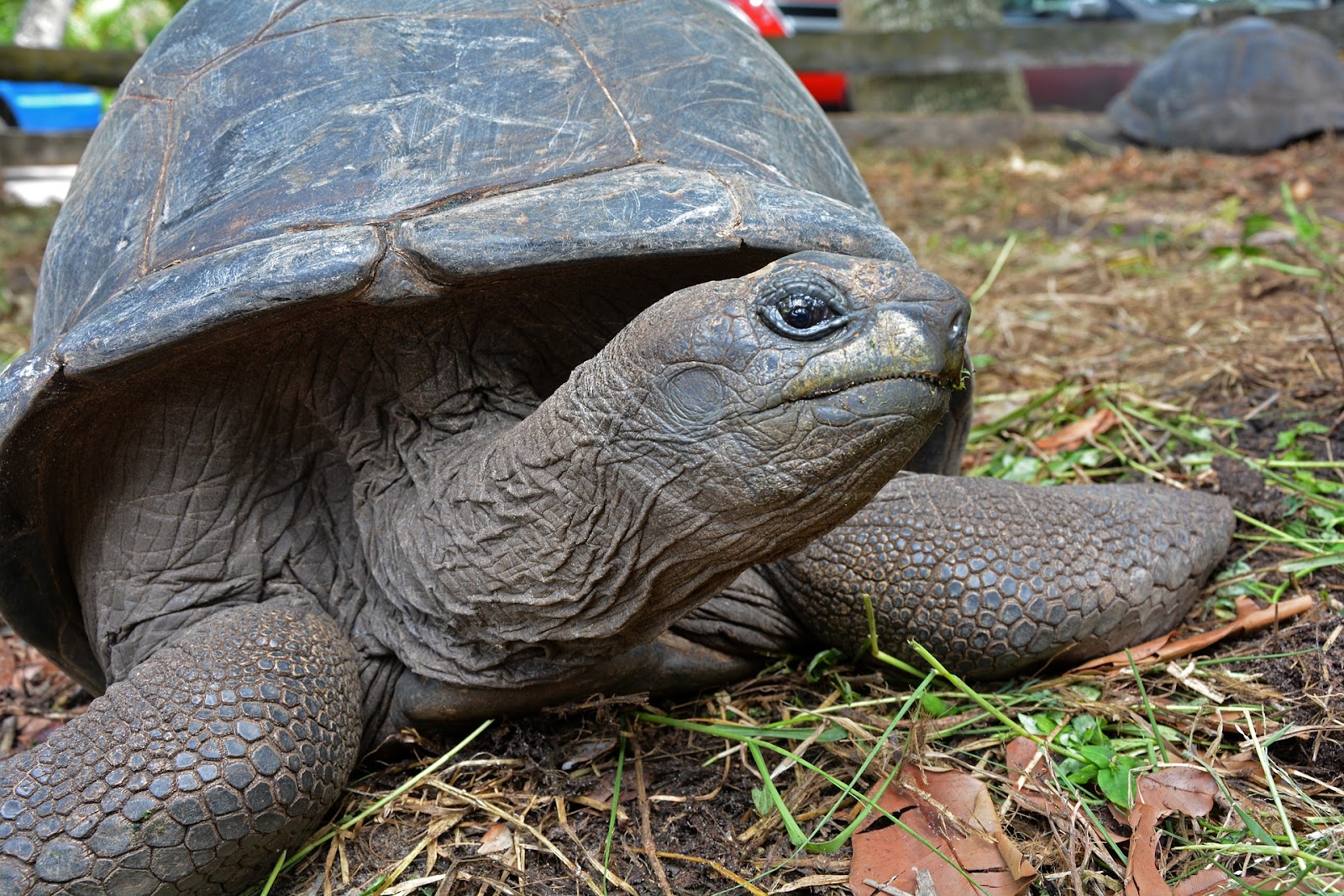 Tortoise outside looking into camera