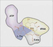 Schematic map showing the 4 sites occupied by borrelidin.