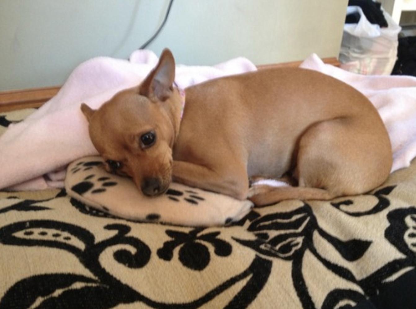 Chihuahua best sale heating pad