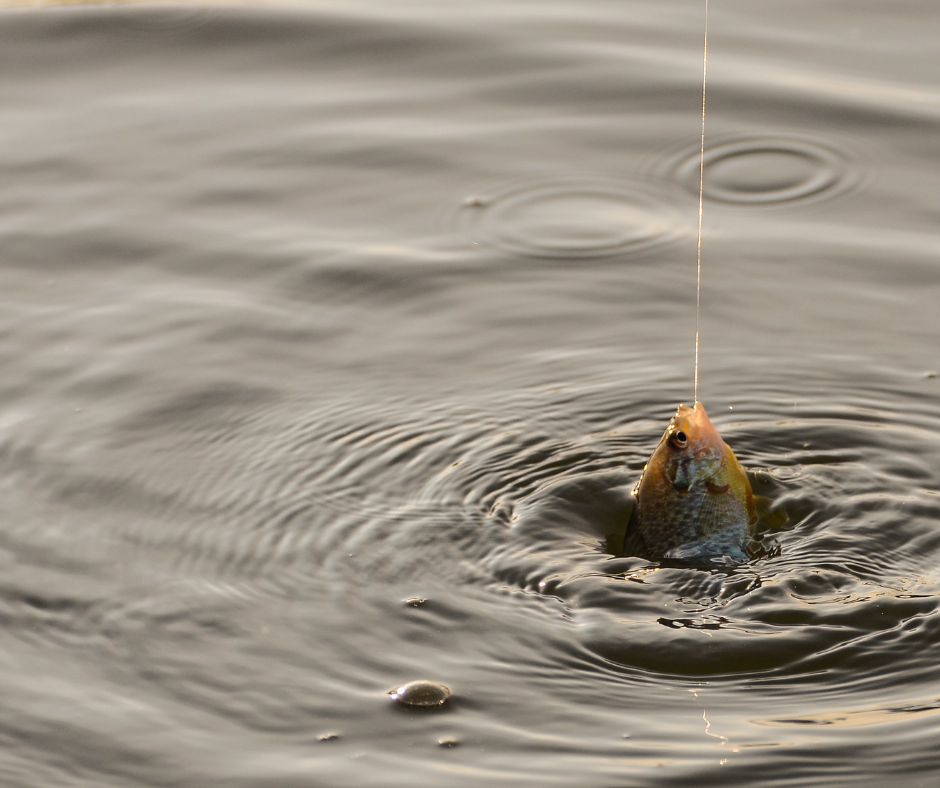 Catching Panfish