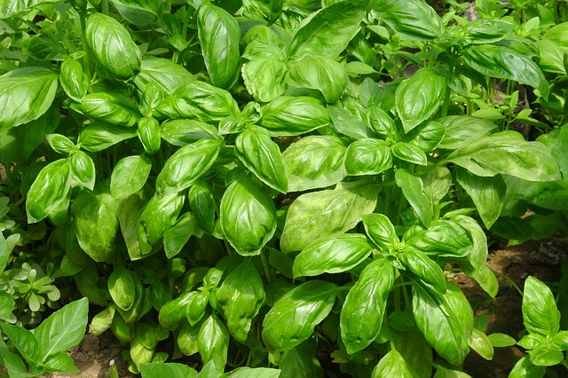 Le basilic est un répulsif à pucerons, à moustiques, à mouches