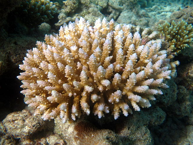 Coral trade