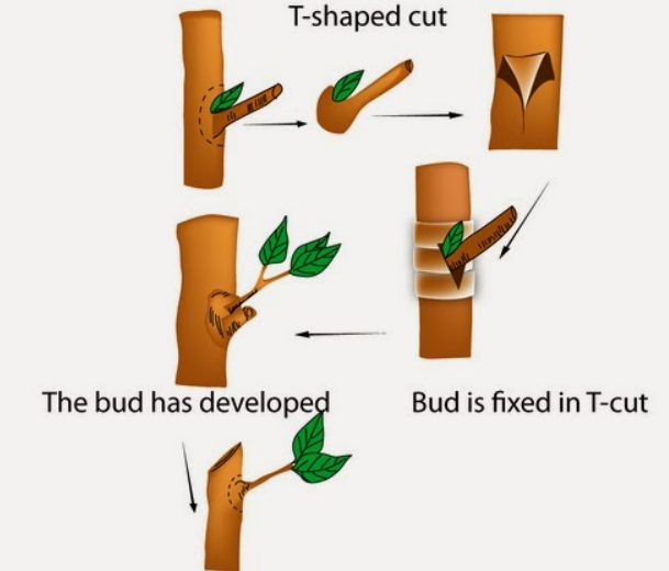 Seven Methods of Plant Propagation - Plant Cell Technology | Your ...