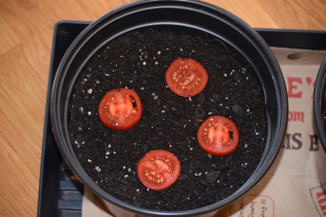 How to Plant a Freshly Sliced Tomato Fruit