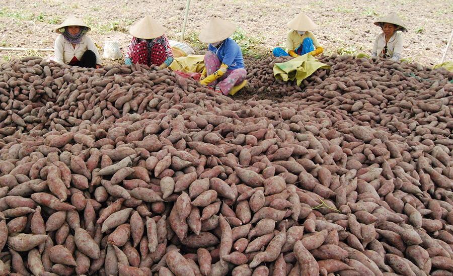 khoai-lang-binh-tan