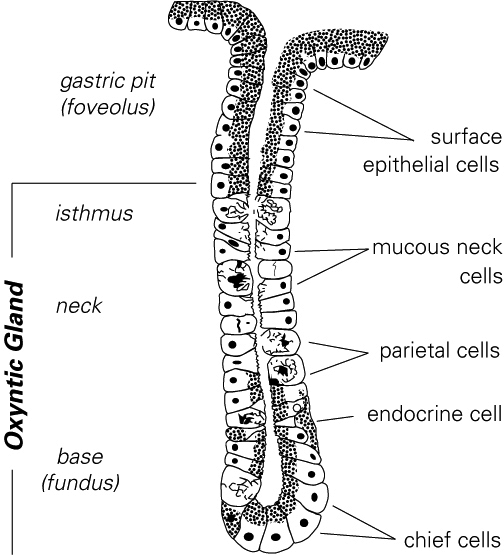 Diagram of tubular gastric (oxyntic) gland in the body of the mammalian stomach