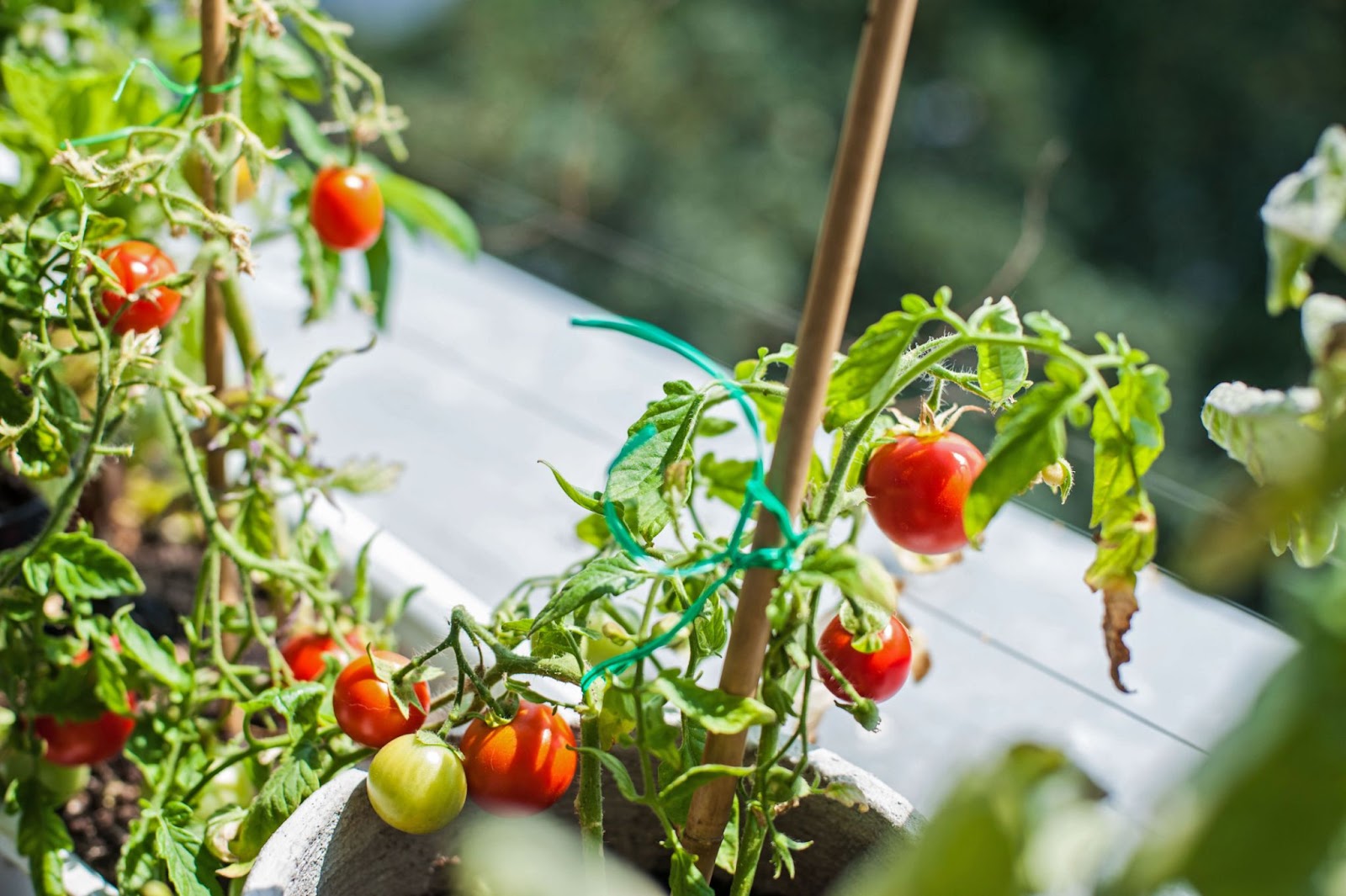 Balconies are ideal for growing vegetables at home. Homegrown vegetables will add color to your life and a nice taste to your meals.