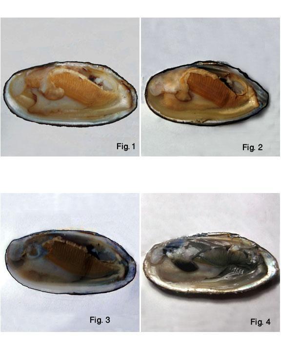 E:\Body colour paper\Photo plate\Colour change.jpg