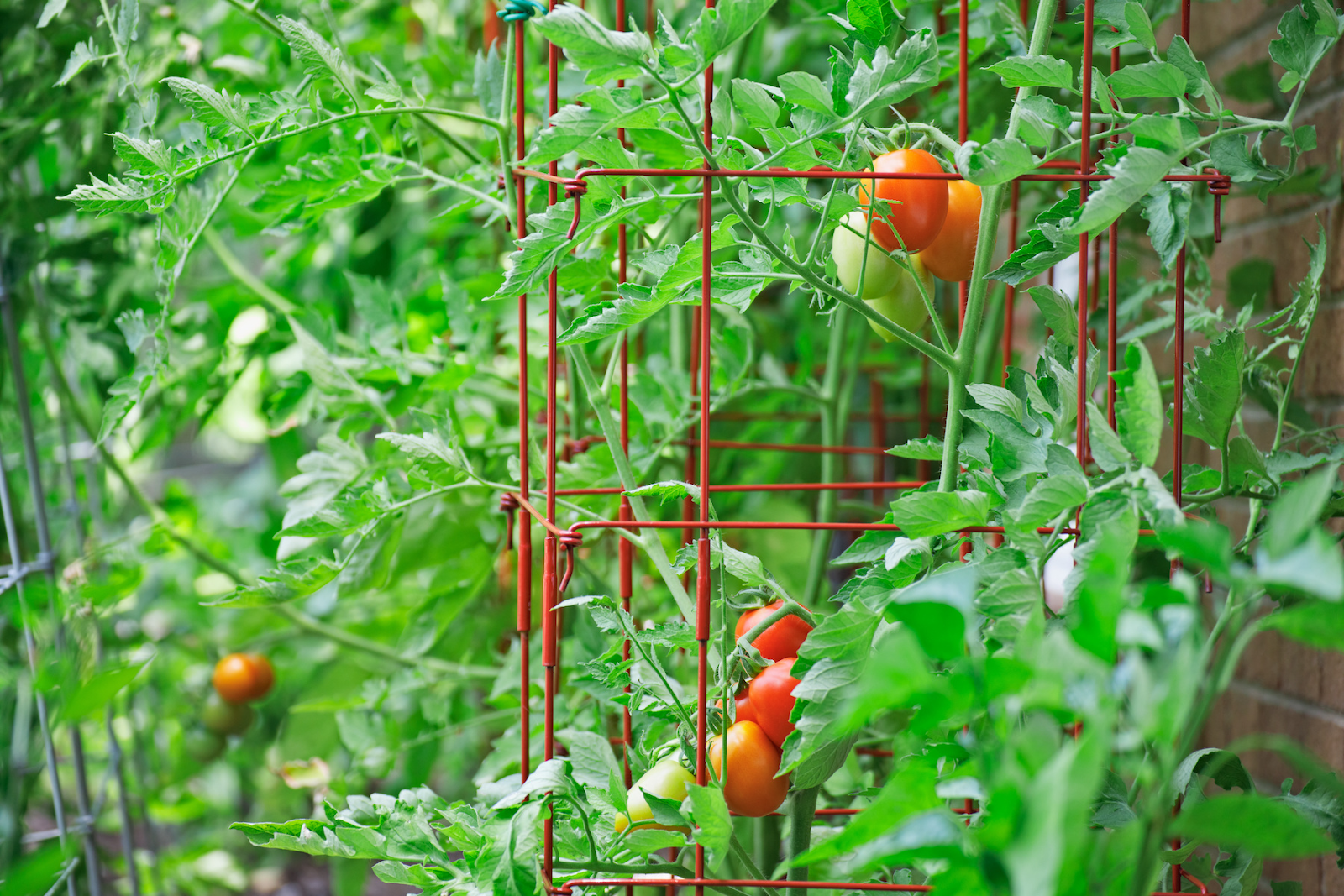Pros of Growing Tomatoes in Cages