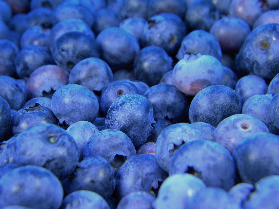 Free photo: Blueberries, Blueberry, Fruit, Food - Free Image on ...