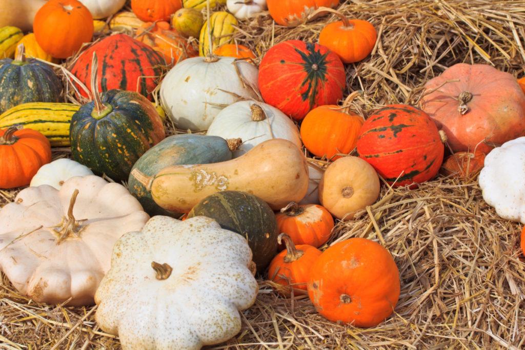 <strong>9 Best Tasting Winter Squash to Grow</strong>