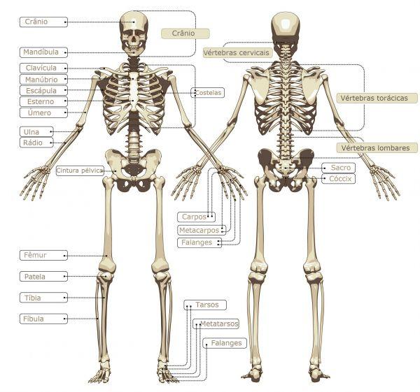 Image result for el sistema esqueletico y sus partes