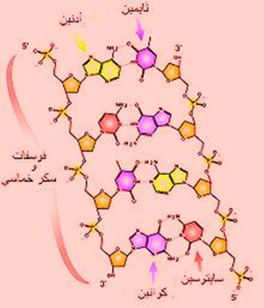 D:\قولدر البرامج 1\ama\ptjtmp\16.jpg