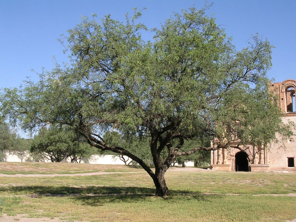 How To Get Rid of a Mesquite Tree