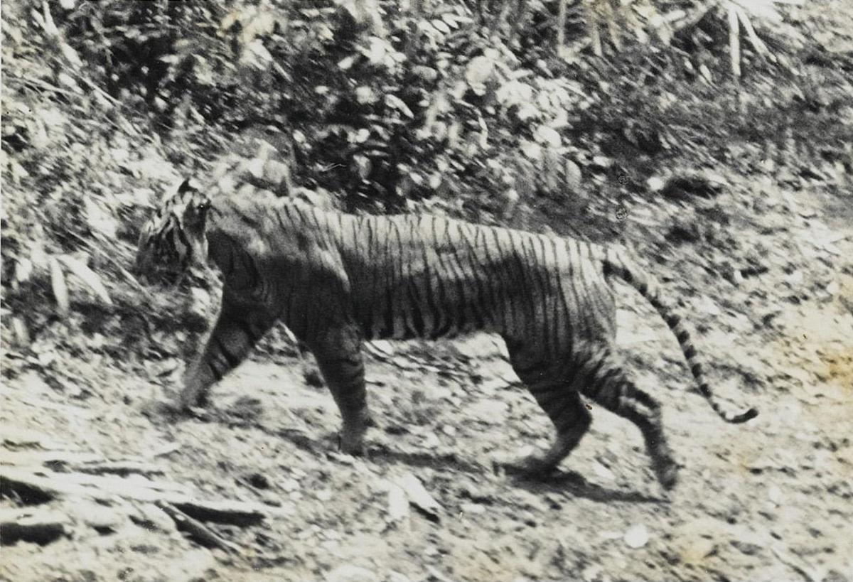 Image result for Javan Tiger