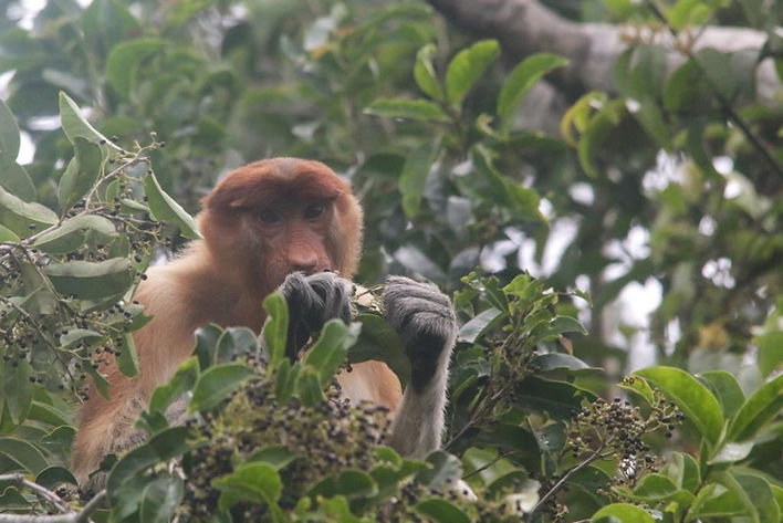 Proboscis Monkey foraging at edge of the Sekonyer River