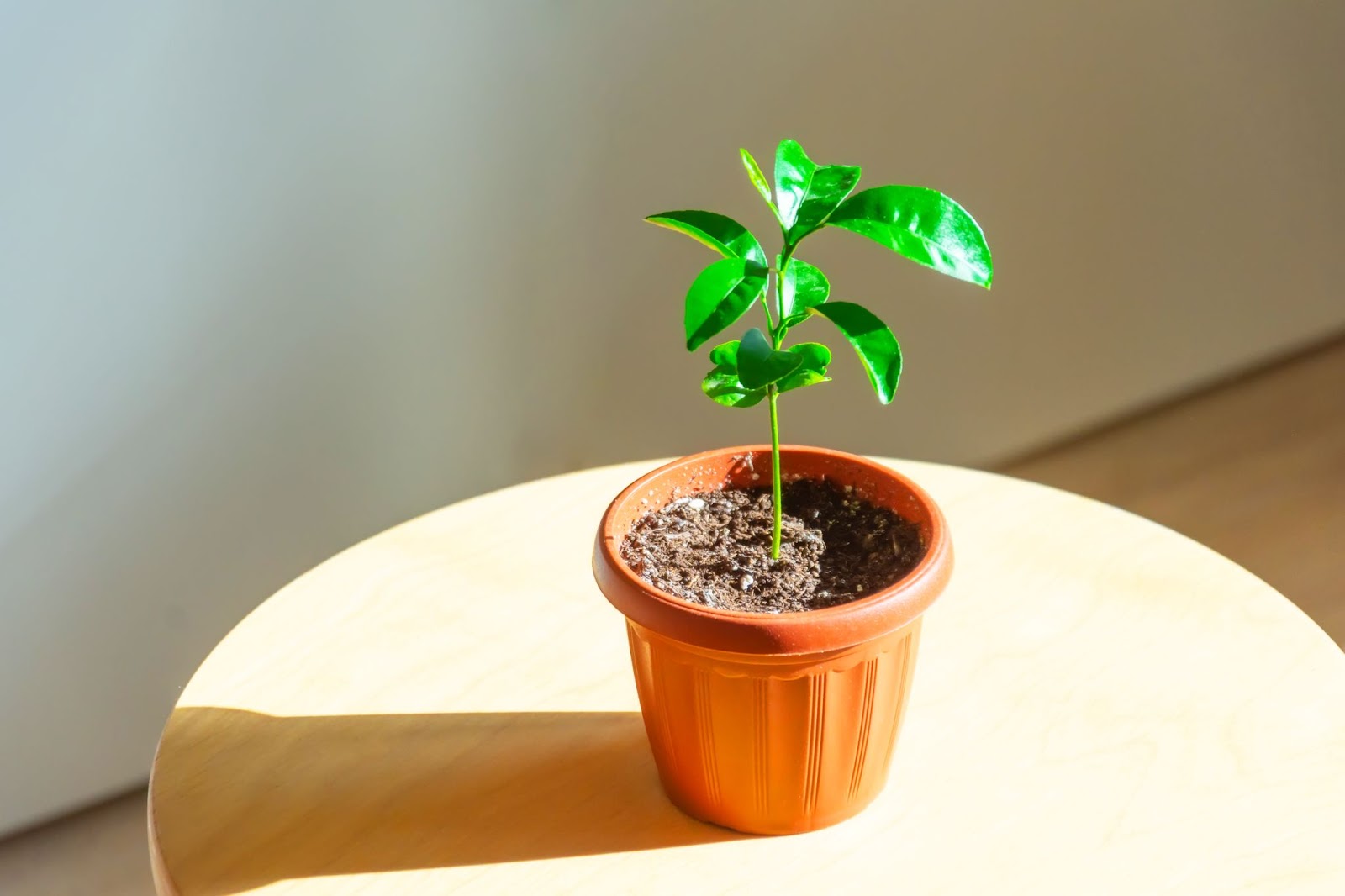 Cómo cultivar y cuidar un bonsái naranja