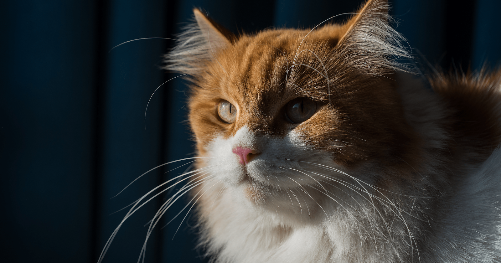 Fluffy orange and white cat gazing at window with blue background