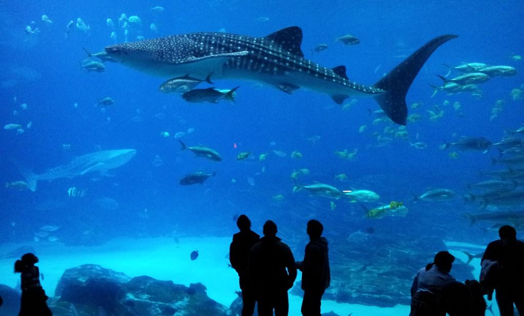 Georgia Aquarium - Whale Shark
