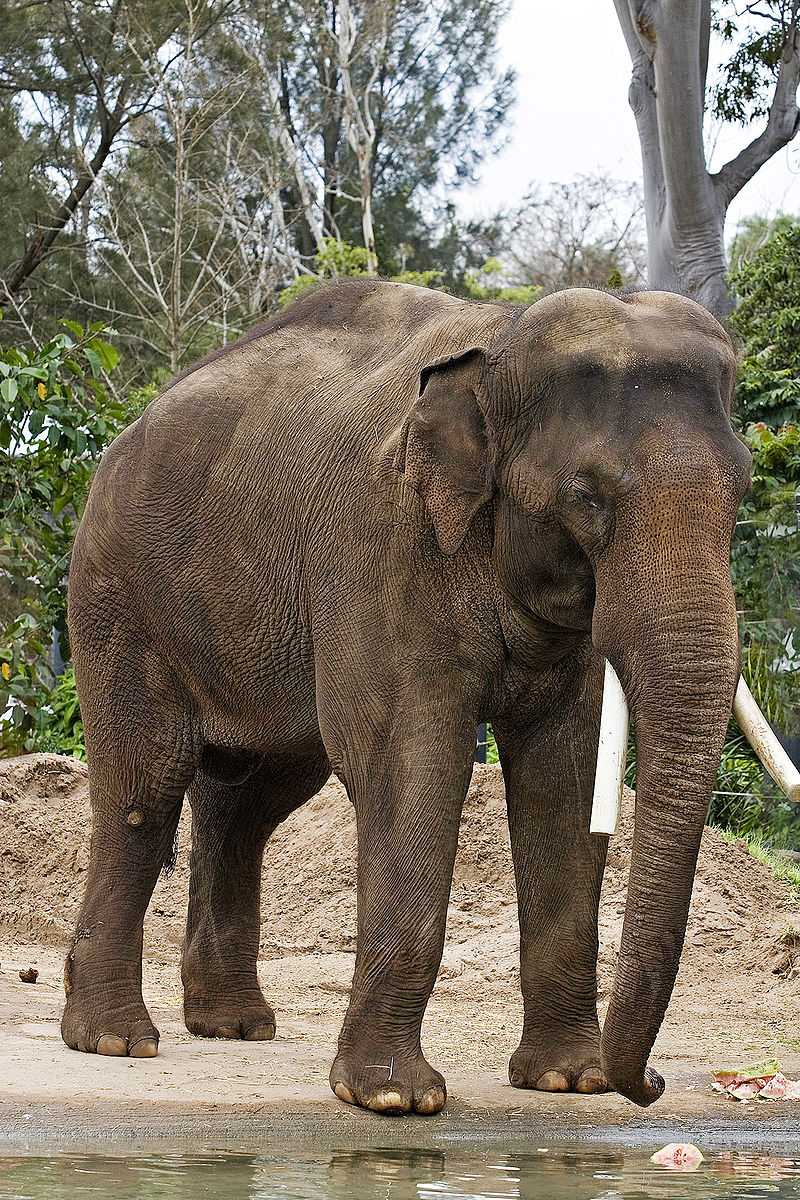 800px-Asian_elephant_-_melbourne_zoo.jpg