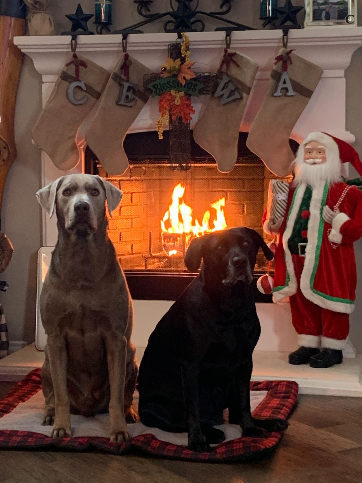 Two dogs sitting by a fireplace at Christmas
