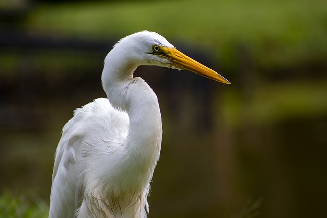 Great Egret bird name in hindi