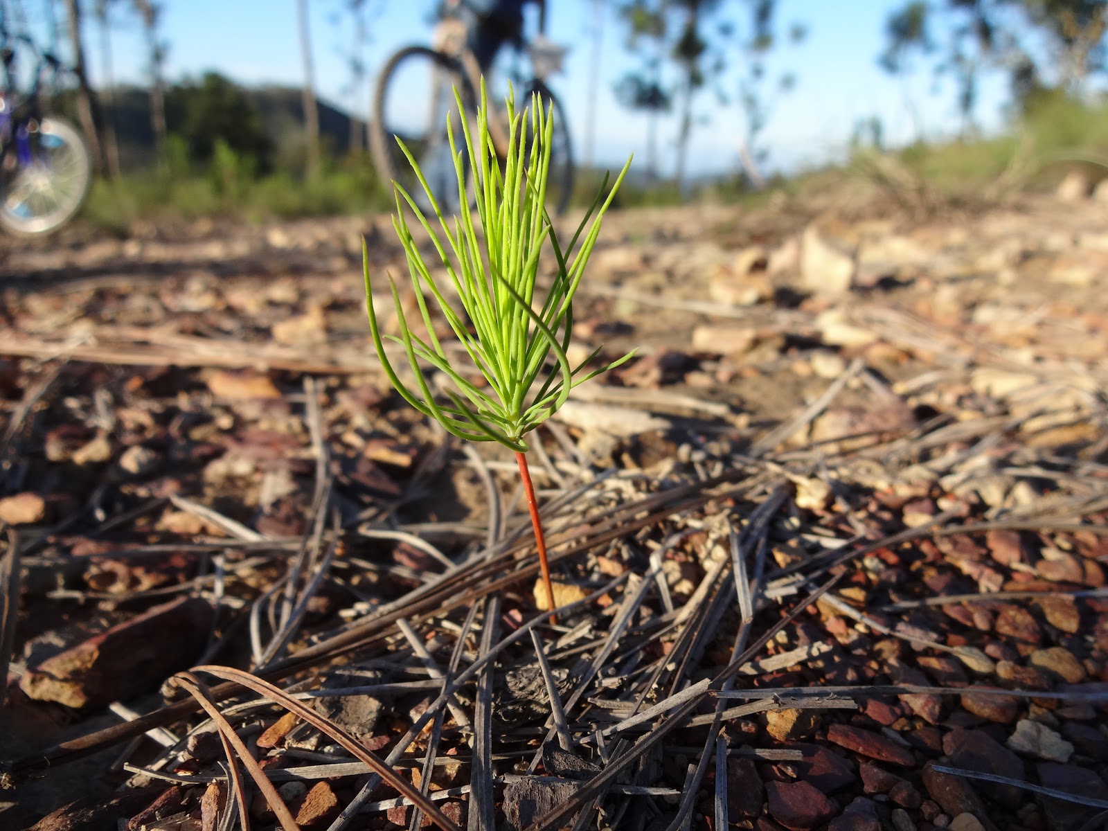 Free Images : nature, growth, wood, leaf, flower, young, green ...