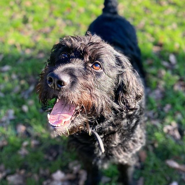 Wilbur the black labradoodle